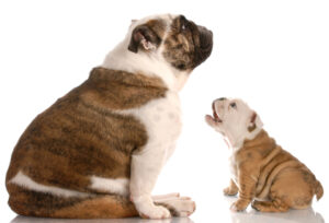 Image of funny dog fight - bulldog puppy barking at mother